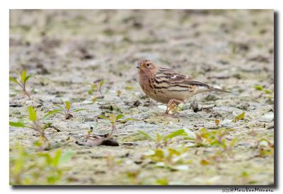 Roodkeelpieper-Red-throated Pipit
