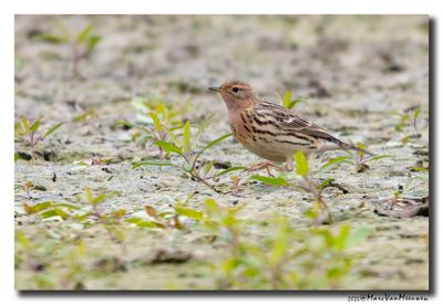 Roodkeelpieper-Red-throated Pipit