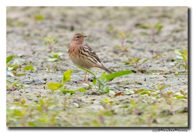 Roodkeelpieper-Red-throated Pipit