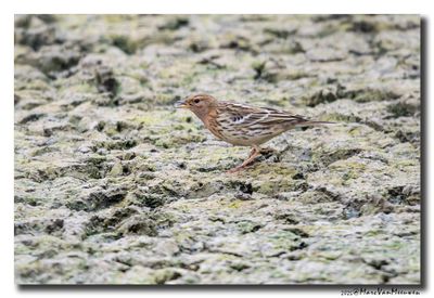 Roodkeelpieper-Red-throated Pipit