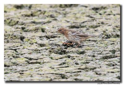 Roodkeelpieper-Red-throated Pipit