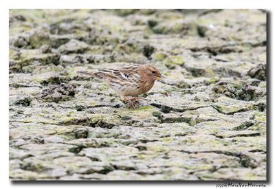 Roodkeelpieper-Red-throated Pipit