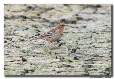 Roodkeelpieper-Red-throated Pipit