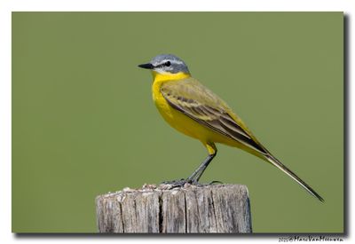 Gele Kwikstaart - Yellow Wagtail