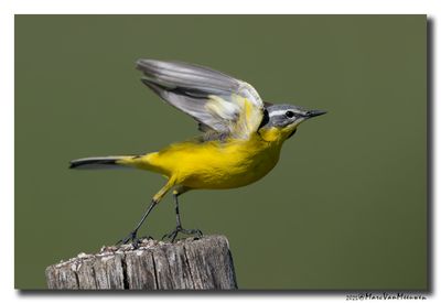 Gele Kwikstaart - Yellow Wagtail
