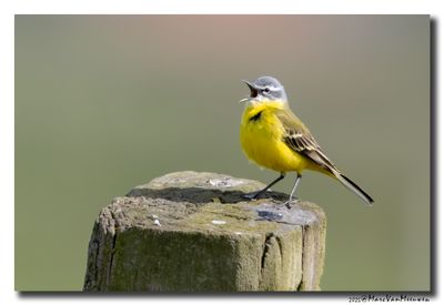 Gele Kwikstaart - Yellow Wagtail