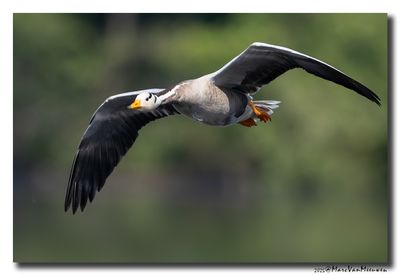 Indische Gans - Bar-headed Goose