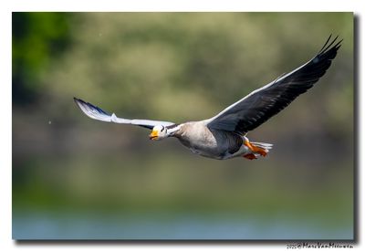 Indische Gans - Bar-headed Goose