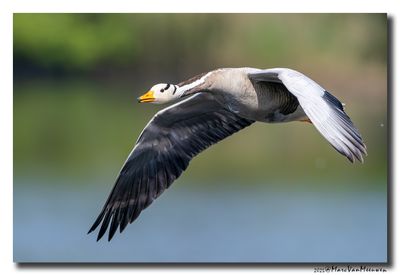Indische Gans - Bar-headed Goose