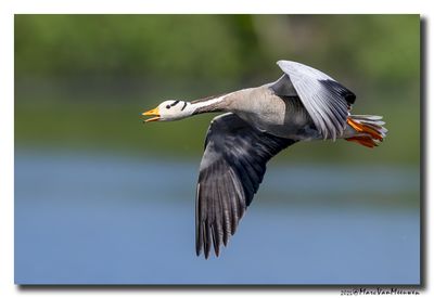 Indische Gans - Bar-headed Goose