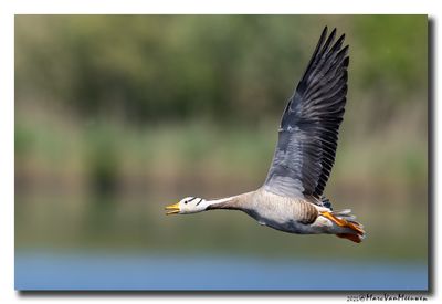 Indische Gans - Bar-headed Goose