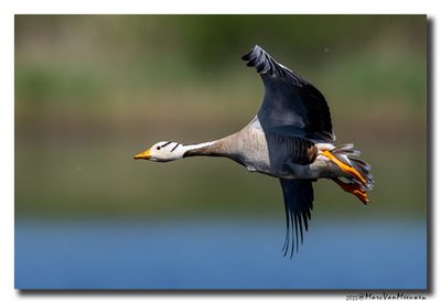 Indische Gans - Bar-headed Goose  