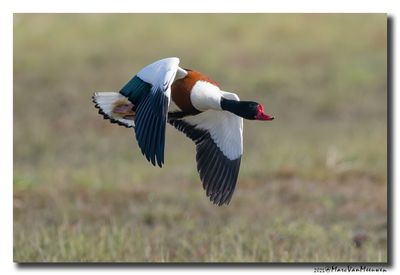 Bergeend - Shelduck