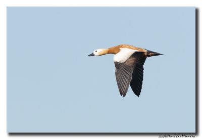 Casarca - Ruddy Shelduck 