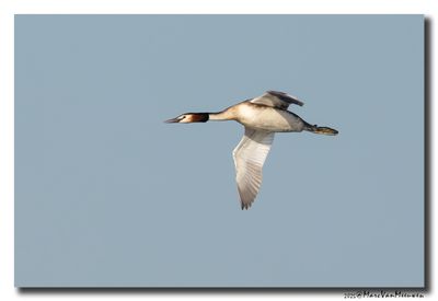 Fuut - Great Crested Grebe