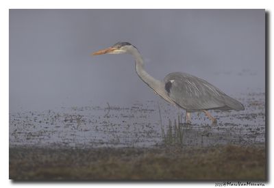 Blauwe Reiger - Grey Heron