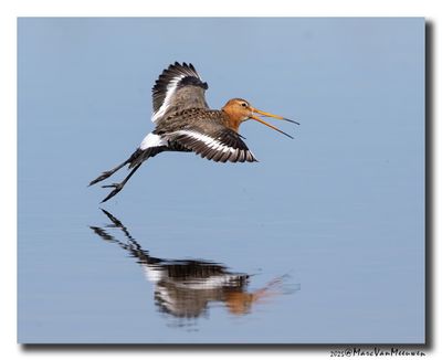 Grutto - Black-tailed Godwit