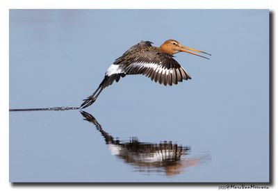 Grutto - Black-tailed Godwit