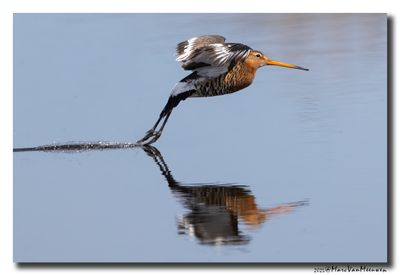Grutto - Black-tailed Godwit