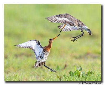 Grutto - Black-tailed Godwit