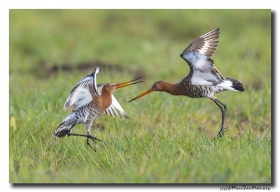 Grutto - Black-tailed GodwitGrutto