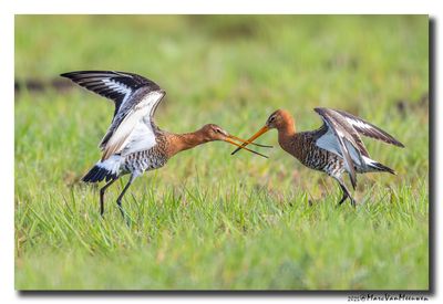 Grutto - Black-tailed Godwit