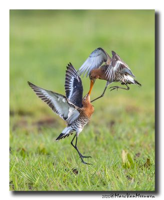 Grutto - Black-tailed Godwit