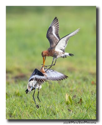 Grutto - Black-tailed GodwitGrutto