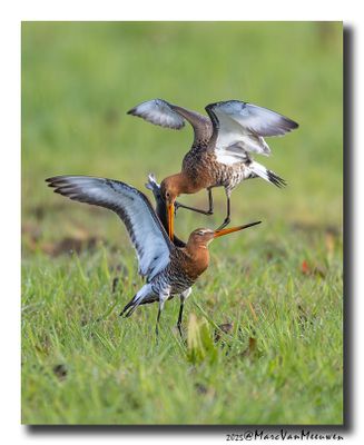 Grutto - Black-tailed Godwit