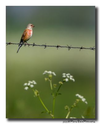 Kneu - Linnet