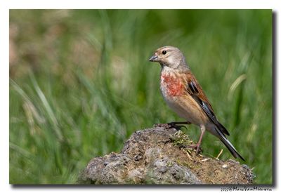 Kneu - Linnet