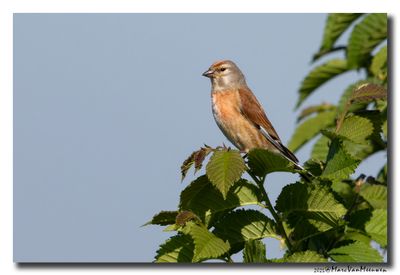 Kneu - Linnet