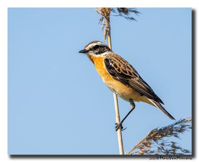 Paapje - Whinchat