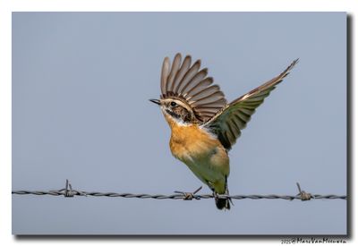 Paapje - Whinchat