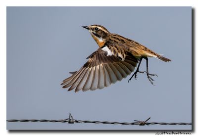 Paapje - Whinchat
