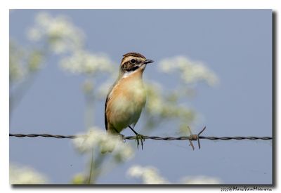 Paapje - Whinchat