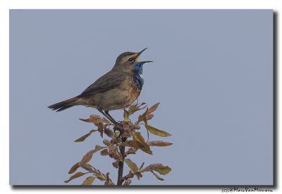 Blauwborst - Bluethroat