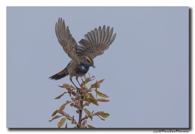 Blauwborst - Bluethroat