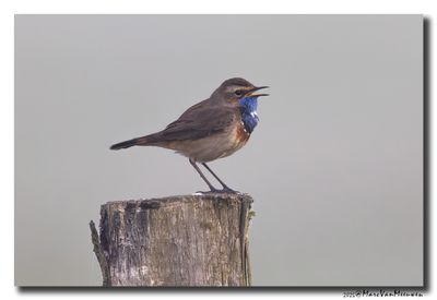 Blauwborst - Bluethroat
