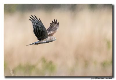 Blauwe Kiekendief - Hen Harrier