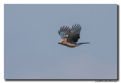 Gaai - Jay