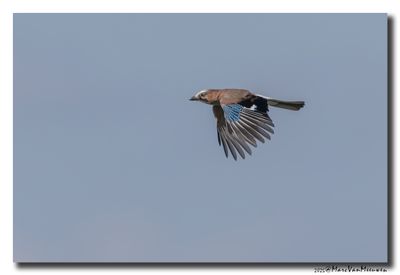 Gaai - Jay