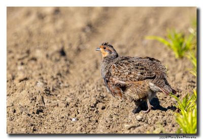 Patrijs - Grey Partridge