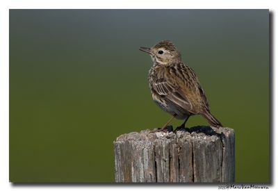 Graspieper - Meadow Pipit