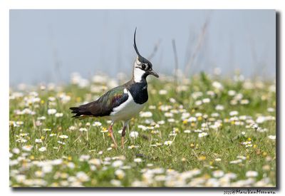 Kievit - Northern Lapwing