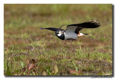 Kievit - Northern Lapwing