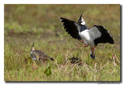 Kievit - Northern Lapwing