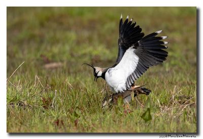 Kievit - Northern Lapwing