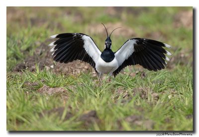 Kievit - Northern Lapwing