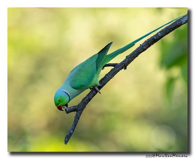 Halsbandparkiet - Rose-ringed Parakeet